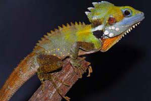 Cool Companions - Accommodation Australia 2
