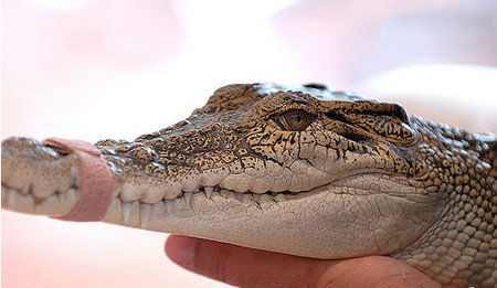Cool Companions - Accommodation Australia 3