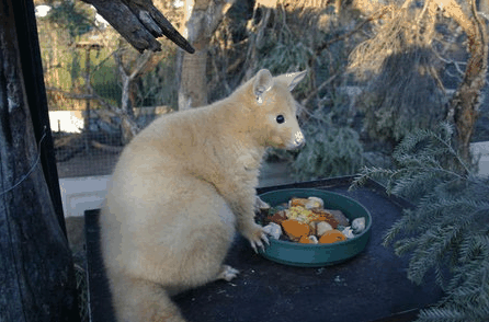 Caversham Wildlife Park - Accommodation Australia 1