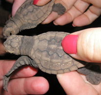Footprints Adventures - Local Tourism 1