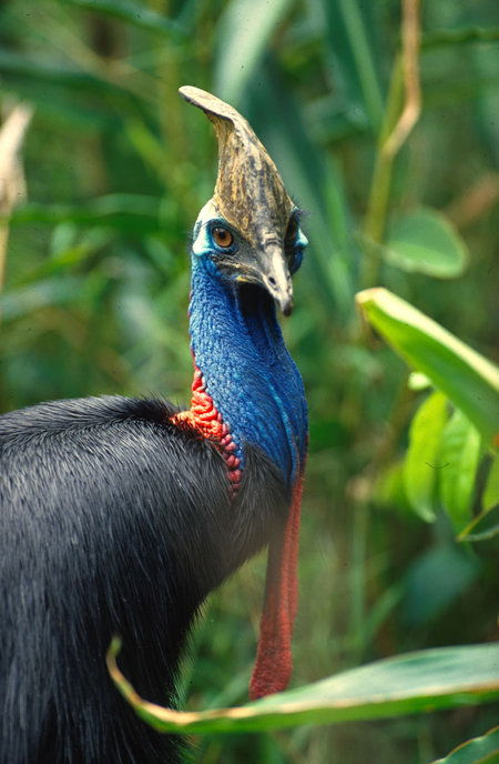 David Fleay Wildlife Park - Local Tourism 0