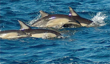 Dolphin Swim Australia - Accommodation Australia 0