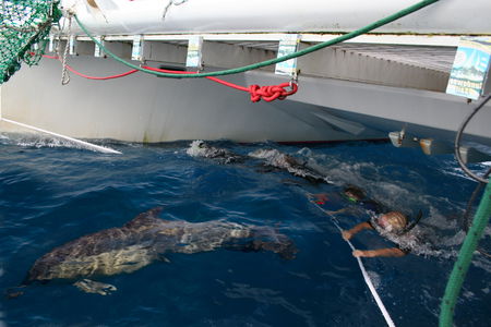 Dolphin Swim Australia - Accommodation Australia 1