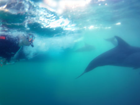Dolphin Swim Australia - Accommodation Australia 2