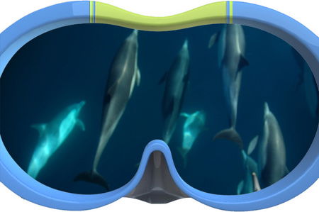 Dolphin Swim Australia - Accommodation Australia 3