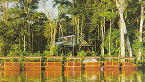 Daintree Rainforest River Trains - Accommodation Australia 3