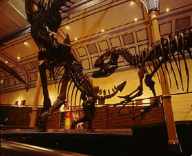 Australian Museum - Accommodation Australia 1