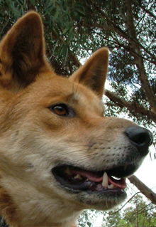 Armadale Reptile & Wildlife Centre - Accommodation Australia 5
