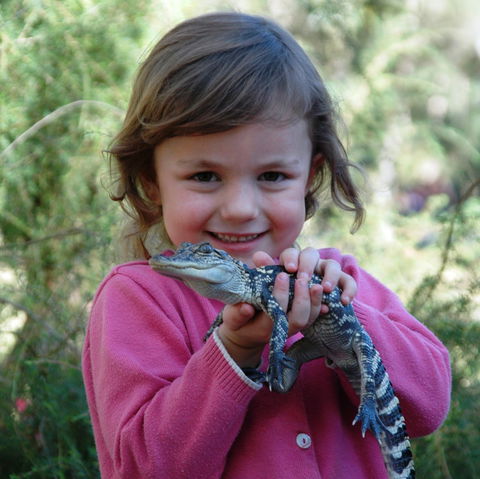 Australian Reptile Park - Accommodation Australia 2