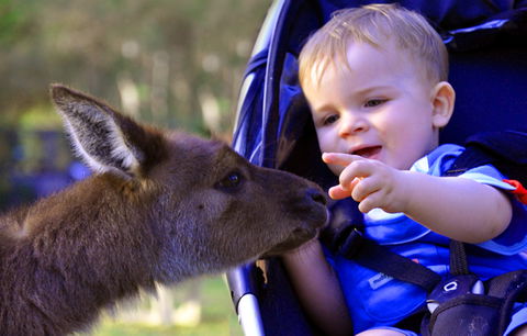 Australian Reptile Park - Accommodation Australia 6
