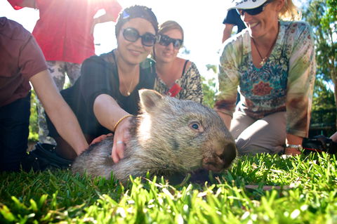 Australian Reptile Park - Accommodation Australia 10