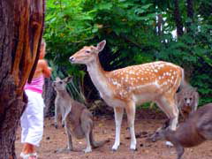 Birdland Animal Park - Australia Shopping 4