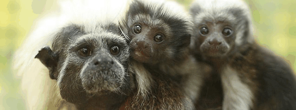 Alma Park Zoo - Accommodation Australia 3