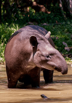 Alma Park Zoo - Accommodation Australia 4