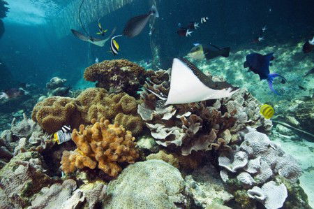 Reef HQ Great Barrier Reef Aquarium - Accommodation Australia 3