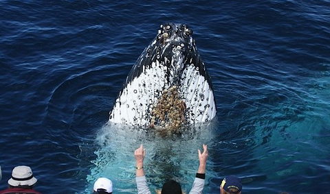Spirit Of Gold Coast Whale Watching - Local Tourism 1