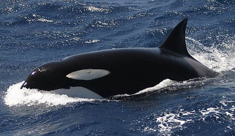 Spirit Of Gold Coast Whale Watching - Local Tourism 2