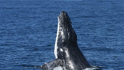 Spirit Of Gold Coast Whale Watching - Local Tourism 3