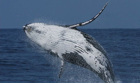 Spirit Of Gold Coast Whale Watching - Local Tourism 4
