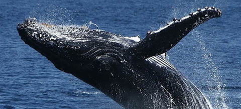 Spirit Of Gold Coast Whale Watching - Local Tourism 5