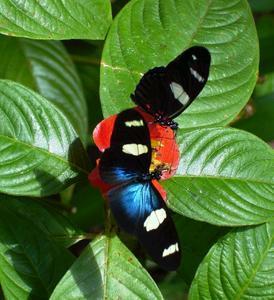 Butterfly Farm - Accommodation Australia 4