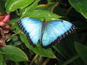 Butterfly Farm - Accommodation Australia 5