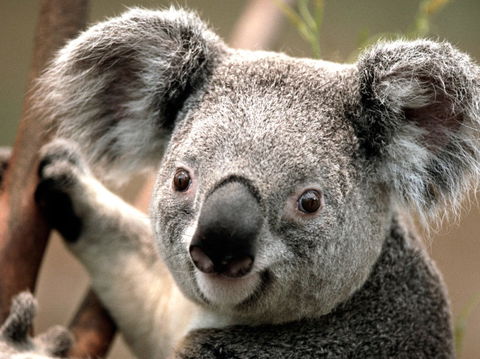 Potoroo Palace - Accommodation Australia 0