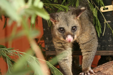 Potoroo Palace - Accommodation Australia 3