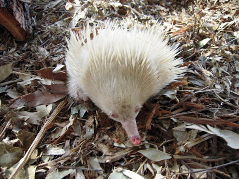 Potoroo Palace - Accommodation Australia 4