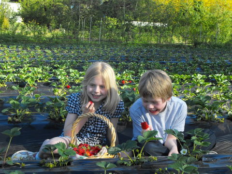 Blue Hills Berries & Cherries - Local Tourism 0
