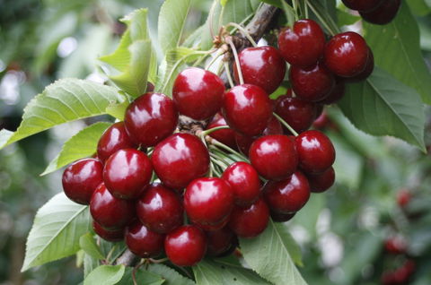 Blue Hills Berries & Cherries - Local Tourism 2