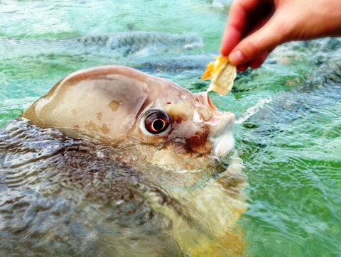 Aquascene Fish Feeding Sanctuary - Accommodation Australia 1