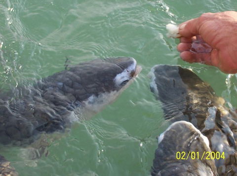 Aquascene Fish Feeding Sanctuary - Accommodation Australia 2