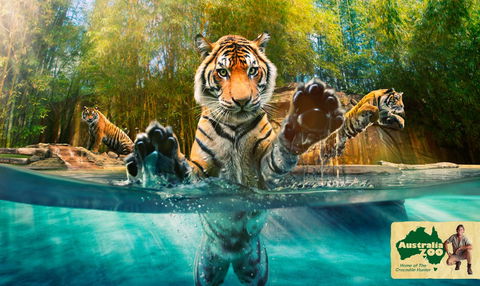 Australia Zoo - Accommodation Australia 9