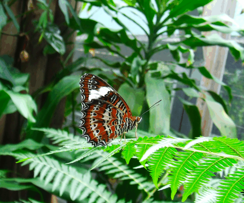 Australian Butterfly Sanctuary - Accommodation Australia 1