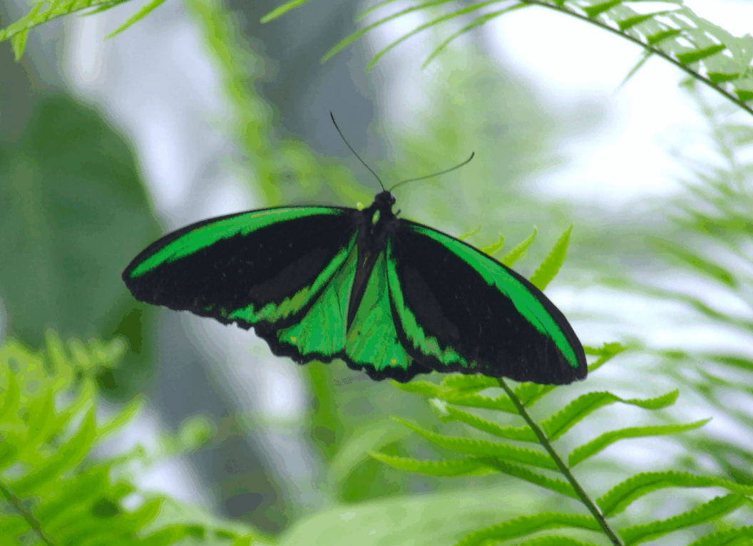 Australian Butterfly Sanctuary - Accommodation Australia 2