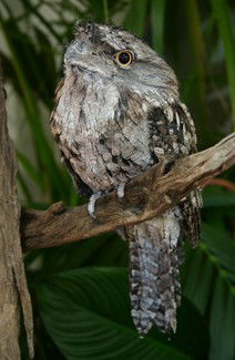 Currumbin Wildlife Sanctuary - Local Tourism 2