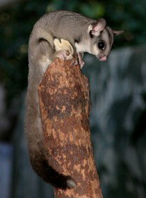 Currumbin Wildlife Sanctuary - Local Tourism 3