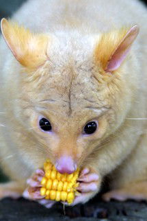Currumbin Wildlife Sanctuary - Local Tourism 4