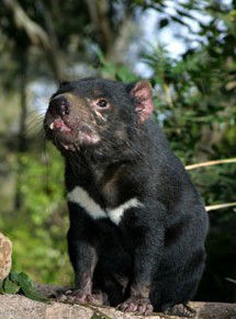 Currumbin Wildlife Sanctuary - Local Tourism 7