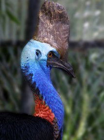 Currumbin Wildlife Sanctuary - Local Tourism 8