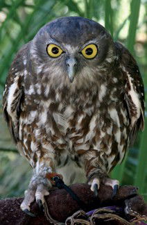 Currumbin Wildlife Sanctuary - Local Tourism 9