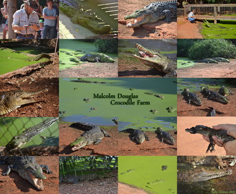 The Malcolm Douglas Crocodile Park - Accommodation Australia 0