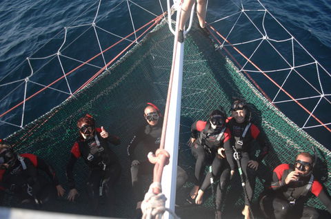 Dolphin Swim Australia - Accommodation Australia 4