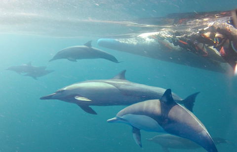 Dolphin Swim Australia - Accommodation Australia 5