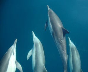 Dolphin Swim Australia - Accommodation Australia 6