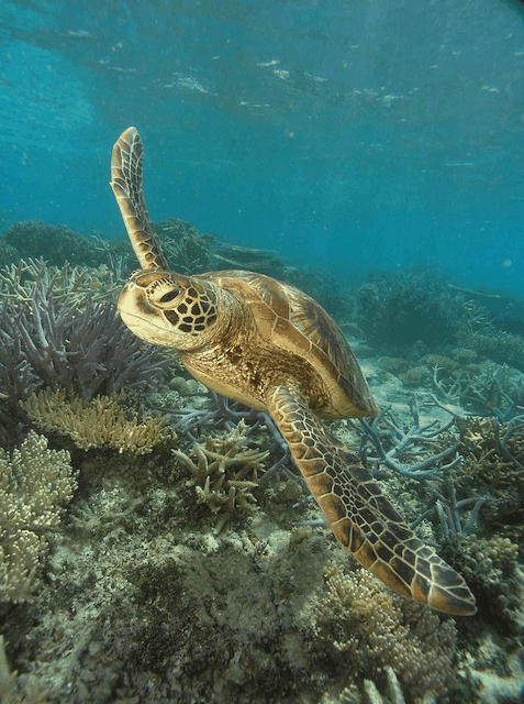 Big Cat Green Island Reef Cruises - Accommodation Australia 2