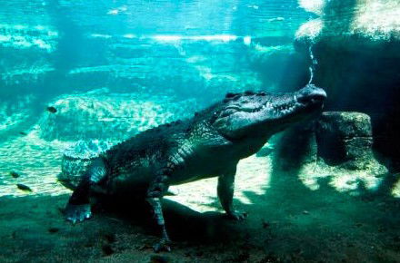 WILD LIFE Sydney Zoo - Accommodation Australia 0