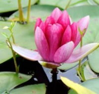 The Lotus Day Spa and Retreat - Accommodation Australia