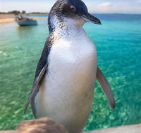 Penguin Island - Local Tourism